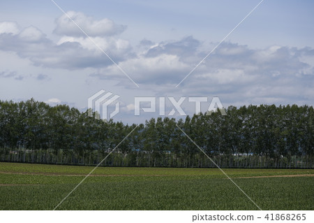 野外白樺樹（北海道鄂霍次克） 41868265