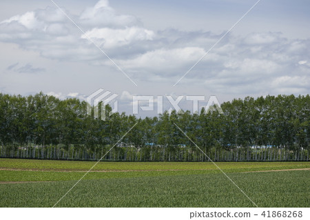 野外白樺樹(北海道鄂霍次克) 野外白樺樹(北海道鄂霍次克) 41868268