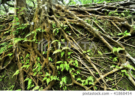 平溪菁桐礦場遺跡 廢墟 樹 樹根 41868454