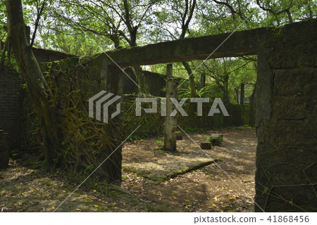 平溪菁桐礦場遺跡 廢墟 樹 樹根 41868456