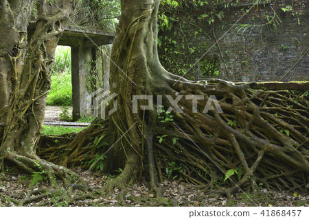 平溪菁桐礦場遺跡 廢墟 樹 樹根 41868457