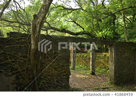 平溪菁桐礦場遺跡 廢墟 樹 樹根 平溪菁桐礦場遺跡 廢墟 樹 樹根 41868459