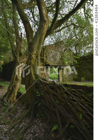 Ruins of Pingxi Jingtong Mine, ruins, trees, roots Ruins of Pingxi Jingtong Mine, ruins, trees, roots 41868464