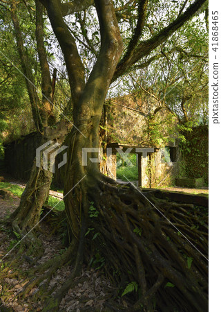 Ruins of Pingxi Jingtong Mine, ruins, trees, roots 41868465