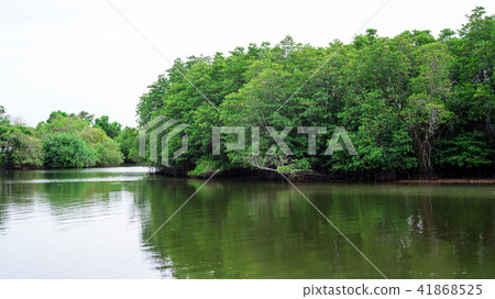 Mangrove forest at Songkhla lake in Thailand. Mangrove forest at Songkhla lake in Thailand. 41868525