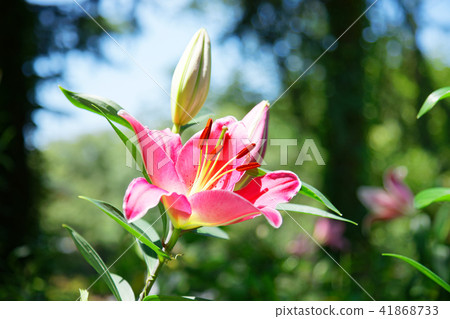 Azalean lily garden A red lily flower Azalean lily garden A red lily flower 41868733