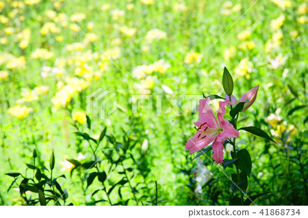 Azalean lily garden Yellow lily flower Azalean lily garden Yellow lily flower 41868734