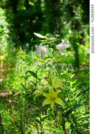 Azawa no Yuri Garden Pale pink lily flowers 41868949