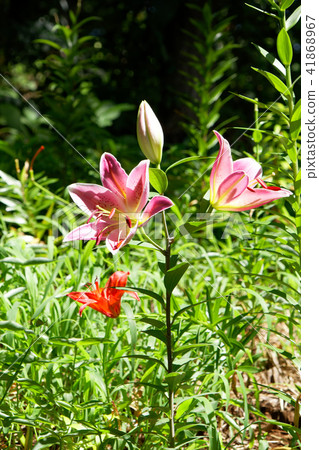 杜鵑花百合庭院一朵紅色百合花 41868967