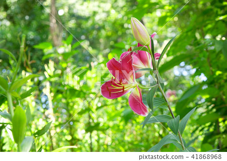 杜鵑花百合庭院一朵紅色百合花 杜鵑花百合庭院一朵紅色百合花 41868968