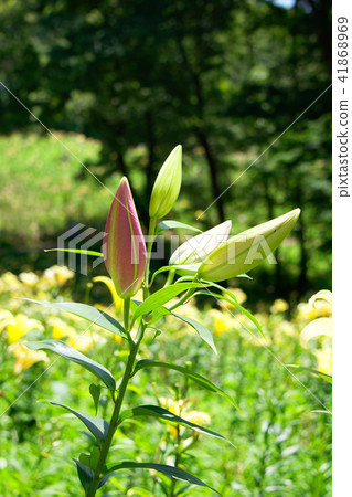 杜鵑花百合庭院紅色百合花蕾 41868969
