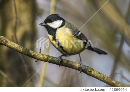 Great tit (Parus major) 41869054