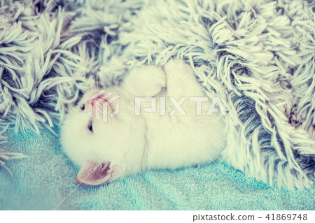 Little kitten covered with a fluffy blanket Little kitten covered with a fluffy blanket 41869748