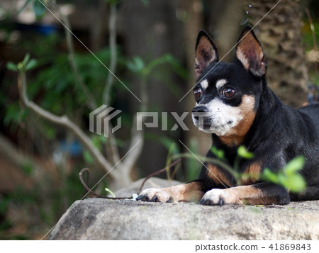 cute old abandoned black fat lovely miniature dog cute old abandoned black fat lovely miniature dog 41869843