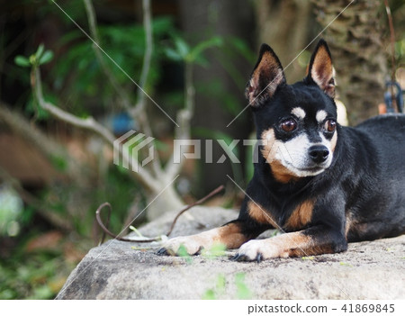cute old abandoned black fat lovely miniature dog cute old abandoned black fat lovely miniature dog 41869845