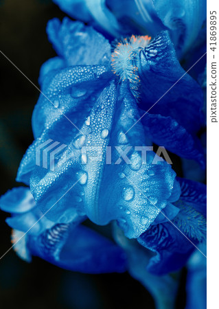 Blue wet iris flower on a dark background 41869895