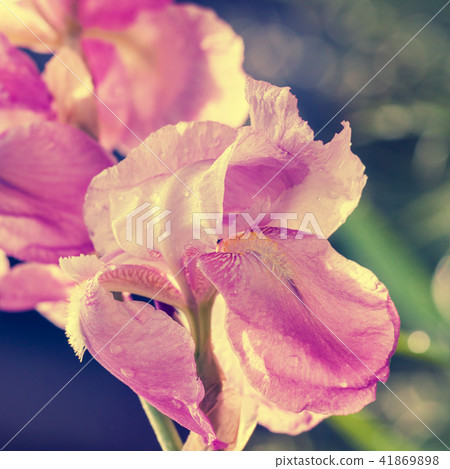 Pink Iris flowers in the garden. 41869898