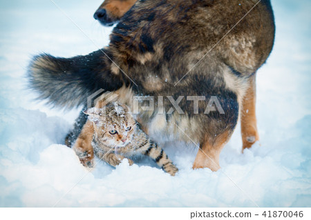 Dog and cat playing together in the snow in winter 41870046