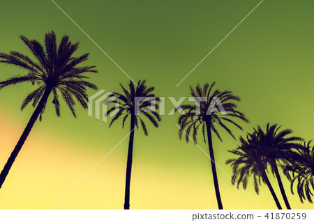 Row of tropic palm trees against sunset sky 41870259