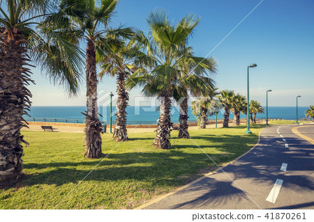 Promenade with palm trees. Netanya. Israel Promenade with palm trees. Netanya. Israel 41870261