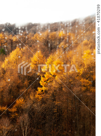 Hokkaido Usuzan mountain forest in autumn Hokkaido Usuzan mountain forest in autumn 41870299