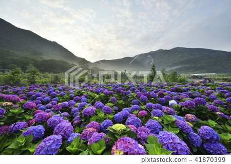 Yangmingshan Bamboo Lake Hydrangea 41870399