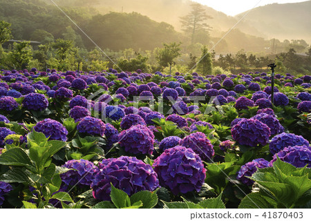 Yangmingshan Bamboo Lake Hydrangea Yangmingshan Bamboo Lake Hydrangea 41870403