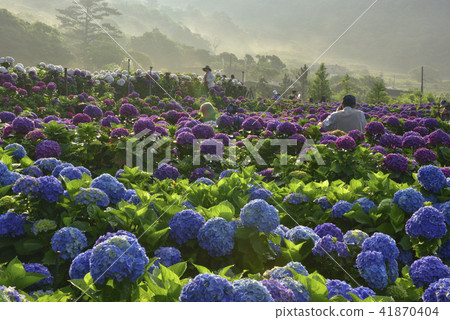 Yangmingshan Bamboo Lake Hydrangea Yangmingshan Bamboo Lake Hydrangea 41870404