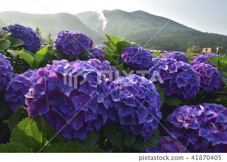 Yangmingshan Bamboo Lake Hydrangea Yangmingshan Bamboo Lake Hydrangea 41870405