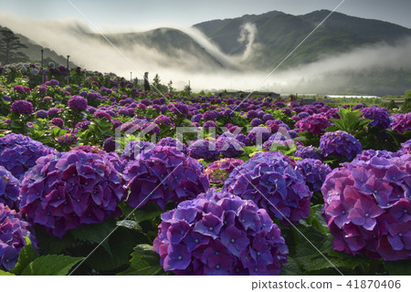 Yangmingshan Bamboo Lake Hydrange Flower Cloud Waterfall 41870406