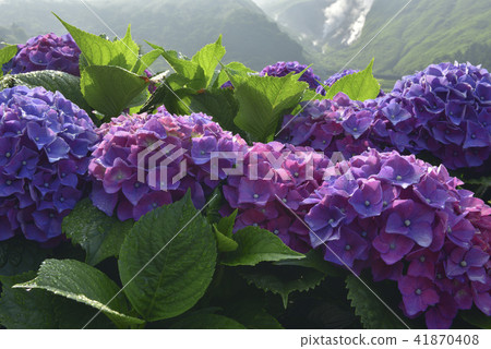 Yangmingshan Bamboo Lake Hydrangea 41870408
