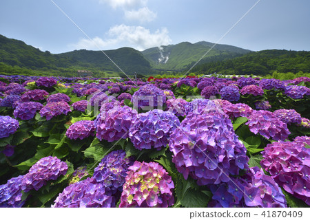 Yangmingshan Bamboo Lake Hydrangea 41870409