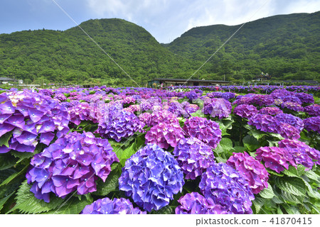 Yangmingshan Bamboo Lake Hydrangea 41870415
