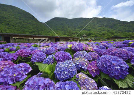 陽明山竹子湖繡球花 陽明山竹子湖繡球花 41870422