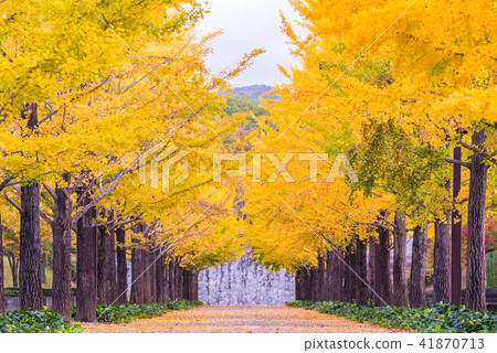 Ginkgo Road Ginkgo Road 41870713