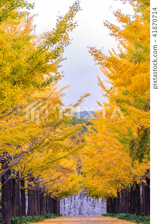 Ginkgo Road 41870714