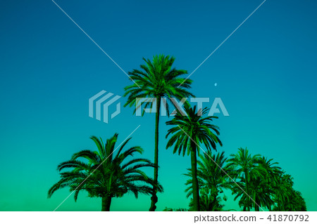 Palm trees against sky at sunset Palm trees against sky at sunset 41870792