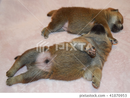 出生後兩天兩個嬰兒的柴犬睡覺 出生後兩天兩個嬰兒的柴犬睡覺 41870953
