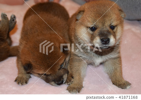 Shiba Inu brothers Shiba Inu brothers 41871168