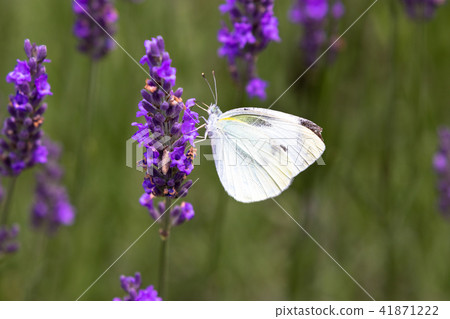 Lavender and cabbage white butterfly Lavender and cabbage white butterfly 41871222