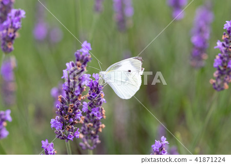 薰衣草和捲心菜白蝴蝶 薰衣草和捲心菜白蝴蝶 41871224