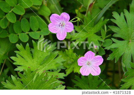 Hamafuuro early summer flower early summer field flower 41871328