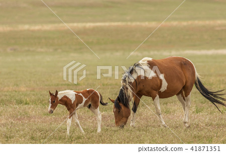 Wild Horse Mare and Foal Wild Horse Mare and Foal 41871351