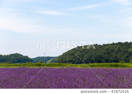 Sakura Lavender Land Sakura City, Chiba Prefecture Sakura Lavender Land Sakura City, Chiba Prefecture 41872016
