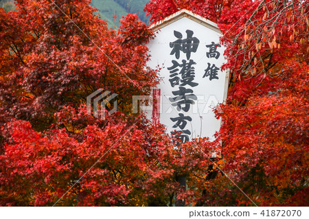 The autumnal leaves of the Kaohsiung Zhoushan Road, the sign of the Kaohsiung Shrine Temple, the red autumnal leaves The autumnal leaves of the Kaohsiung Zhoushan Road, the sign of the Kaohsiung Shrine Temple, the red autumnal leaves 41872070
