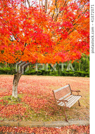 長凳和秋葉，高雄朱山路 41872071