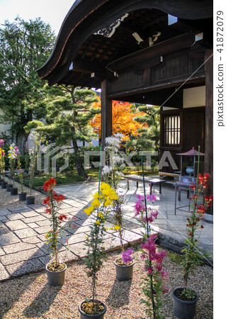 寶塔/朝聖,在纏結風下的佐賀菊花盆栽植物 寶塔/朝聖,在纏結風下的佐賀菊花盆栽植物 41872079