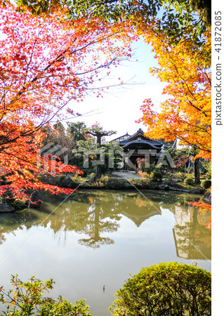 Kamigyoin·Jodo型花園，Kaede秋葉和池塘里的朝聖者 41872085