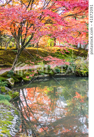 Autumn leaves reflected in the pond of Jodo-in / Jodo-type garden Autumn leaves reflected in the pond of Jodo-in / Jodo-type garden 41872091
