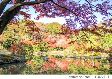 Legend Gojoin · Jodo-type garden, autumn leaves reflected in the pond with the two-storied hill 41872101